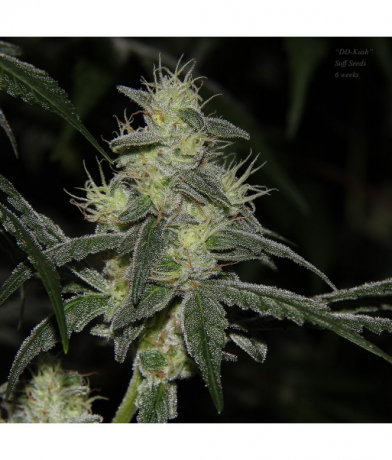 DD-Kush BX 