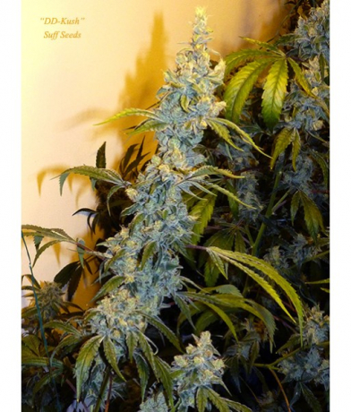 DD-Kush BX 