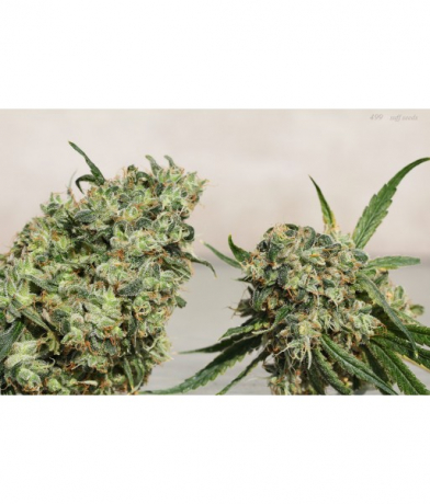 499 IX x Lemon Alien Dog