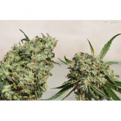 499 IX x Lemon Alien Dog