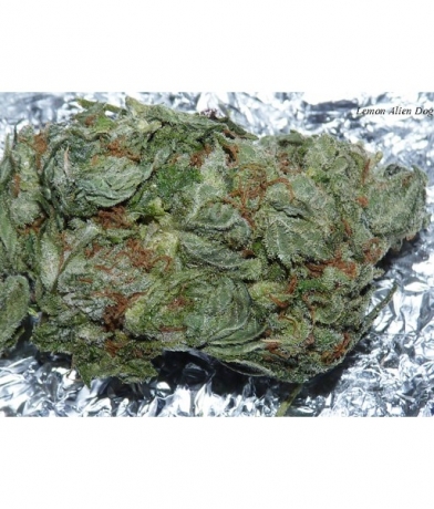 499 IX x Lemon Alien Dog