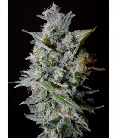 Snow Diesel BX