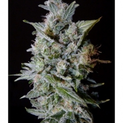 Snow Diesel BX