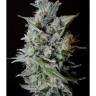 Snow Diesel BX