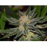 Snow Diesel BX