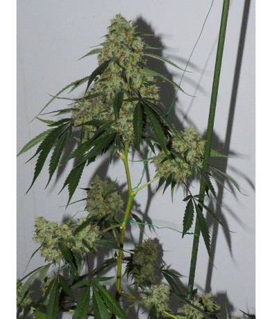 Bubble Best x LAb27s