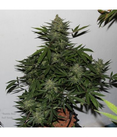 Bubble Best x LAb27s