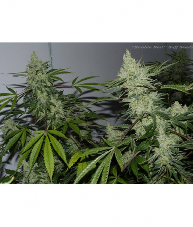 Bubble Best x LAb27s