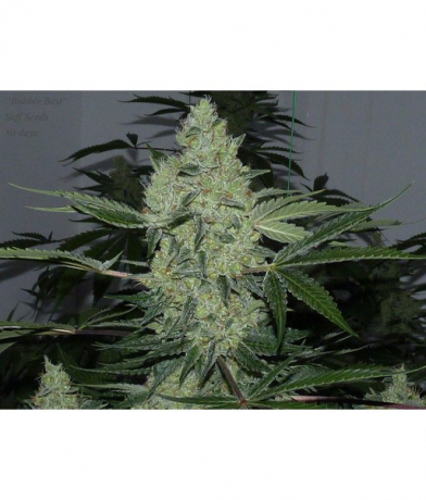 Bubble Best x LAb27s