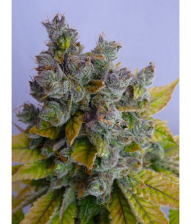 Bubble Best x LAb27s