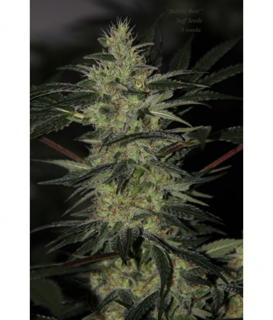 Bubble Best x LAb27s