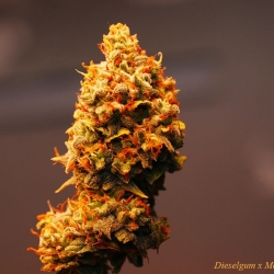 Dieselgum x More Than Light #4