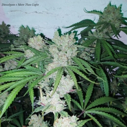 Dieselgum x More Than Light #4