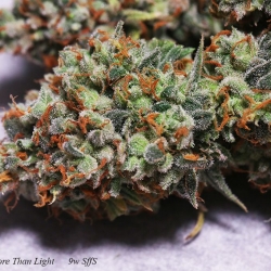 Dieselgum x More Than Light #4