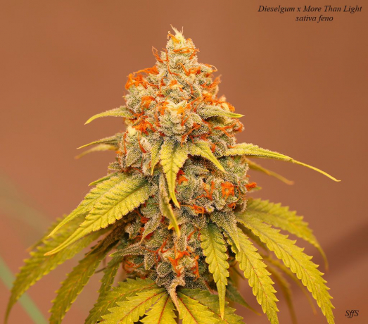 Dieselgum x More Than Light #4