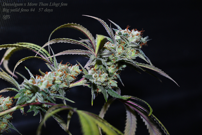 Dieselgum x More Than Light #4