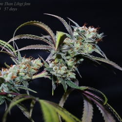 Dieselgum x More Than Light #4