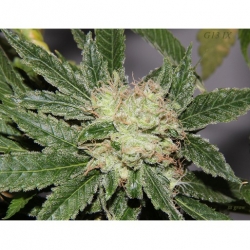 Zamaldelica x ChemdogDD