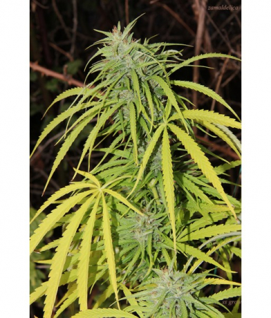 Zamaldelica x ChemdogDD