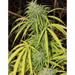 Zamaldelica x ChemdogDD