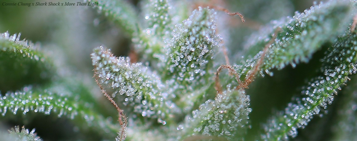 Connie Chung x Shark Shock x More Than Light