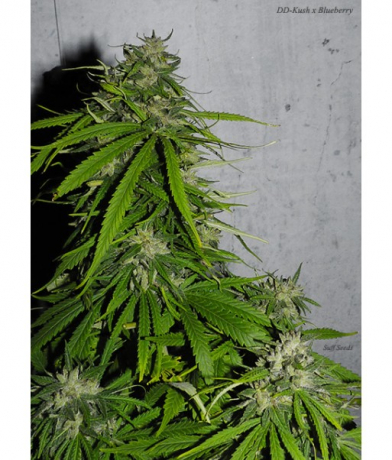 DD-Kush x Blueberry x Lab27s
