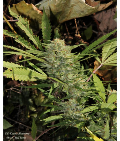 DD-Kush x Blueberry x Lab27s