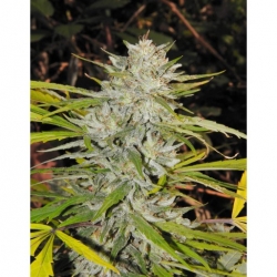 DD-Kush x Blueberry x Lab27s