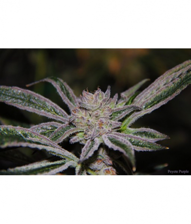 Peyote Purple mix