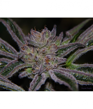 Peyote Purple mix