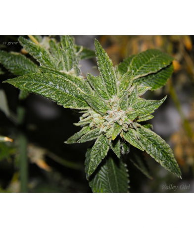 Valley Girl x Purple Tahoe Alien