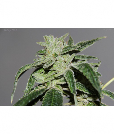 Valley Girl x Purple Tahoe Alien