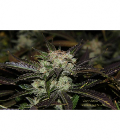 Snow Ripper x ChemdogDD