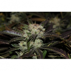 Snow Ripper x ChemdogDD