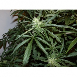 Sweet Tooth #4 x G13