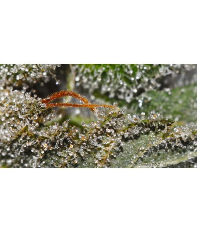 Lemon Alien Dog x ChemdogDD