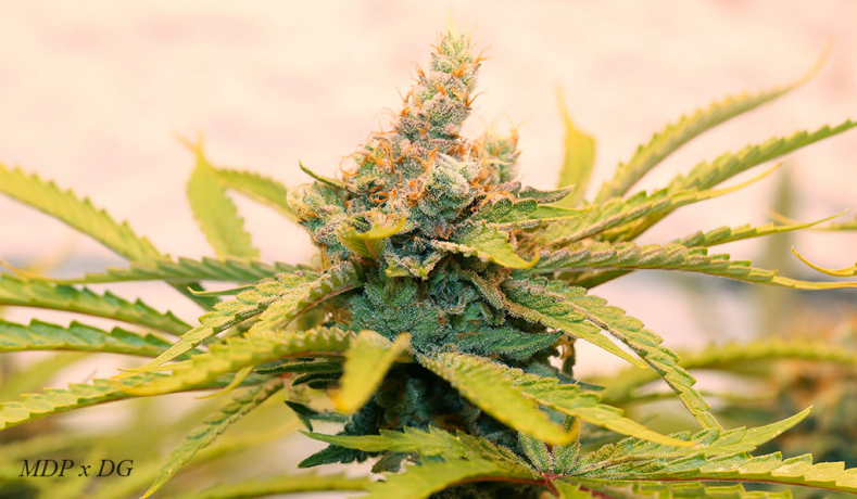 More Diesel Power x Dieselgum