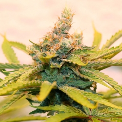 More Diesel Power x Dieselgum