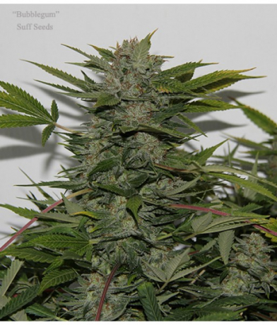 Bubblegum x Snow Ripper