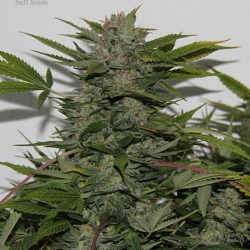 Bubblegum x Snow Ripper