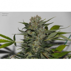 Bubblegum x Snow Ripper