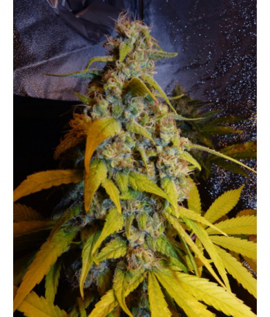 Bubblegum x Snow Ripper