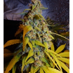 Bubblegum x Snow Ripper