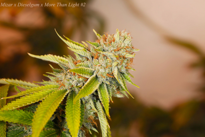 (Mizar x Dieselgum x More Than Light #2) x Mizar