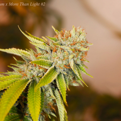 (Mizar x Dieselgum x More Than Light #2) x Mizar