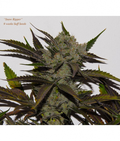 Bubble Best x Snow Ripper