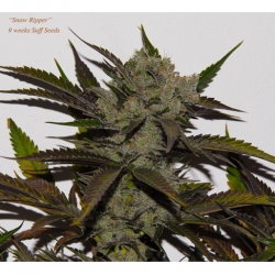 Bubble Best x Snow Ripper