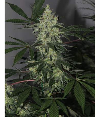 Bubble Best x Snow Ripper