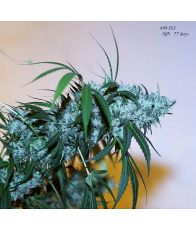 Valley Girl x 499 IX