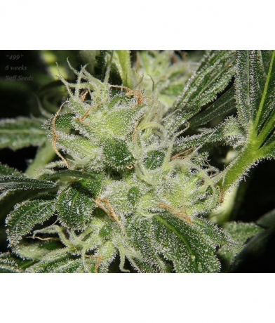 Valley Girl x 499 IX